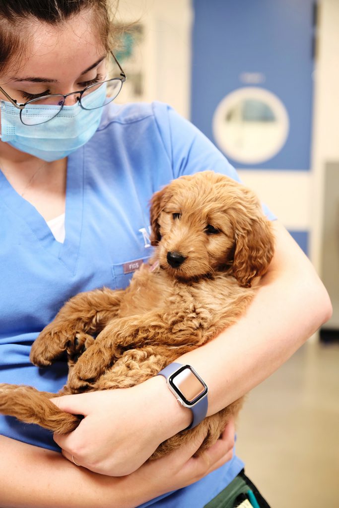 Modern Animal’s First Clinic Brings TechSavvy Pet Care to L.A.