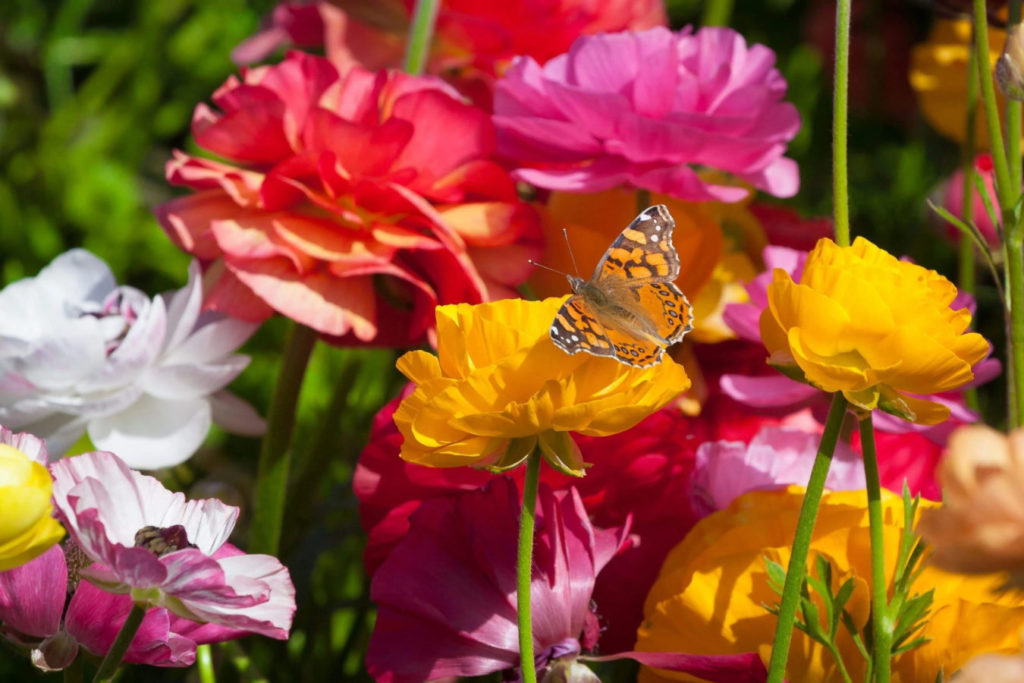 Flower Fields at Carlsbad Ranch